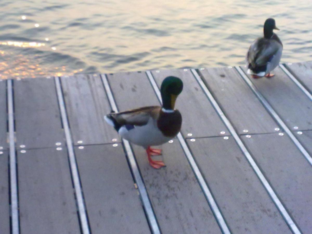 Residenza Al Sogno - On Lake Garda Cavaion Veronese Luaran gambar